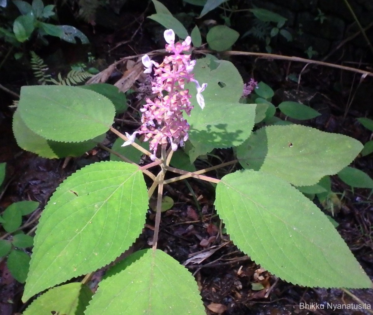 Coleus kanneliyensis L.H.Cramer & S. Balas.